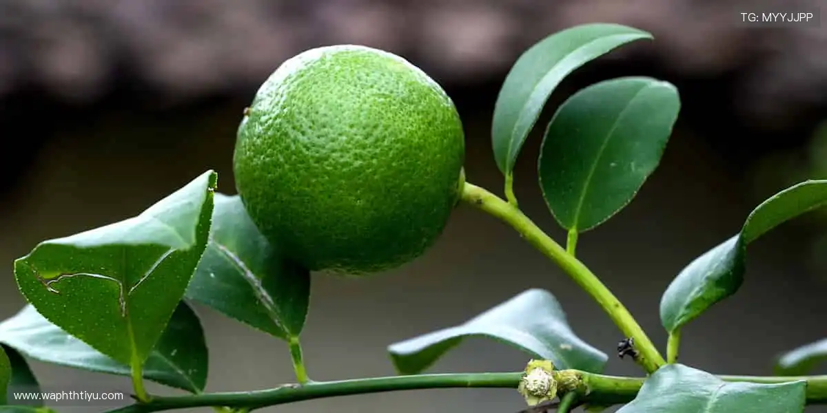 畅玩电子游戏世界：赛事活动轮番登场，边玩边看更带感